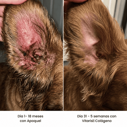 Vitaris® Colágeno Líquido Premium